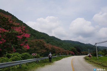 울진군, 추석맞이 가로수 유지관리