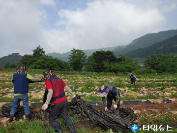 무공봉사회, 배추 농가 일손돕기 봉사로 구슬땀