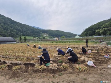 단양군, 마늘 수확철 맞아 농촌 일손돕기 ‘구슬땀’