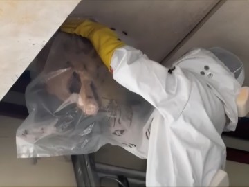 대전 여름철 벌집 출동 3년 새 3배↑…“주의하세요”