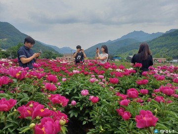 충주시 수안보면, 작약꽃밭 조성으로 지역 활력 불어넣어