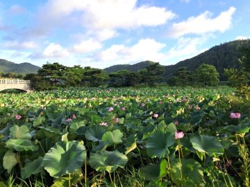 영광군, 백수읍 보은강연꽃방죽 여름 연꽃 만개  