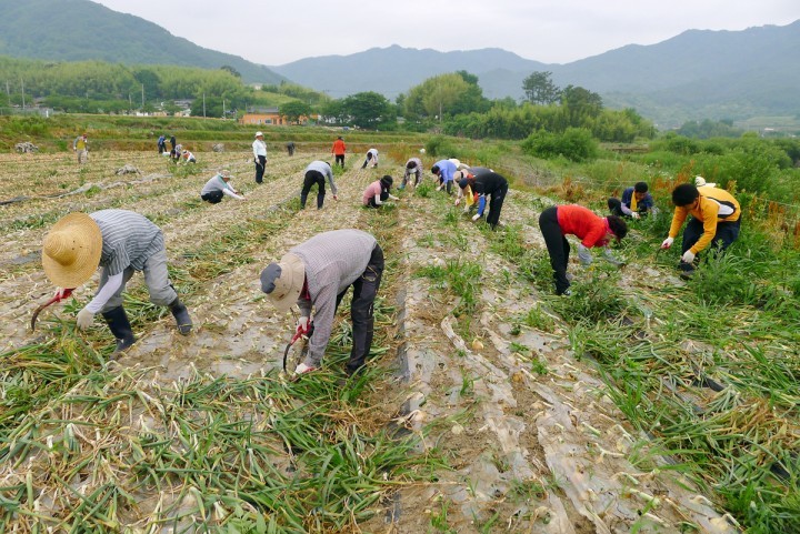 합천군의회 양파 최대 농번기 일손돕기 나서 
