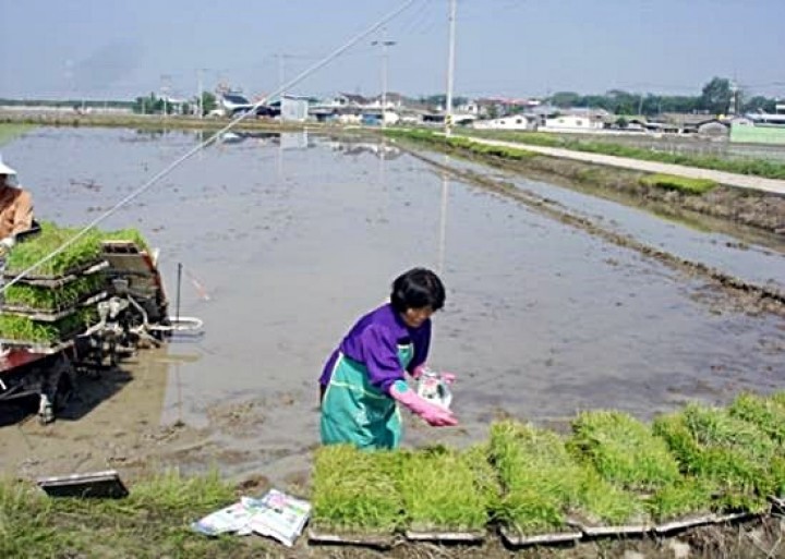 군산시, 벼 병해충방제 약제공급 내달 10일까지 신청 