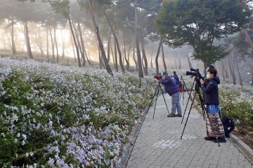 작품이 되다....구절초, 솔숲, 안개 어우러진 구절초테마공원!
