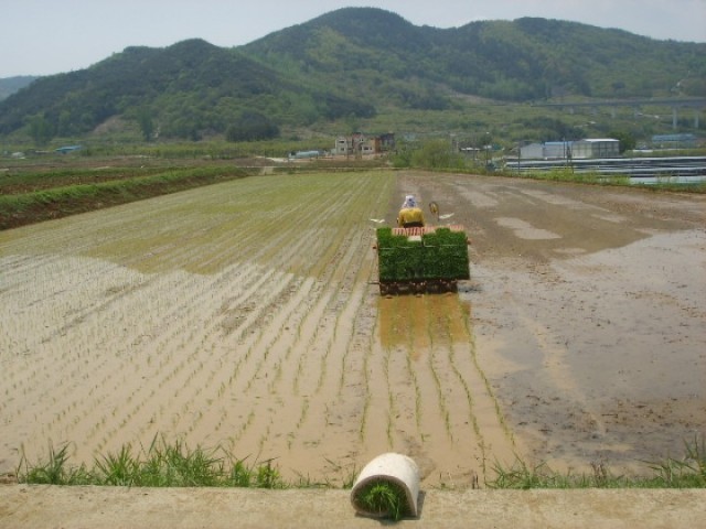 추석 햅쌀 출하용 조생종벼 첫 모내기 실시