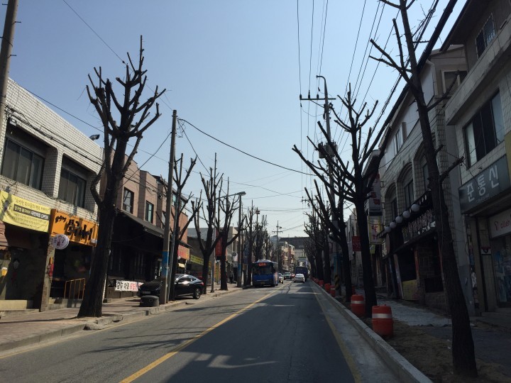 대전 동구, 용운동 가로수(은행나무) 가자치기 완료!