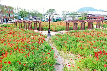 산소카페 청송군을 붉게 물들인‘꽃양귀비’