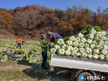 무공봉사회, 배추 농가 일손돕기 봉사로 구슬땀