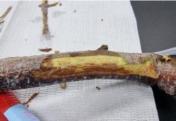 겨울철 과수화상병 예방은 궤양 제거로부터