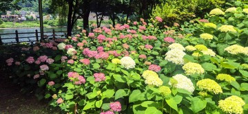 대전 대덕구, 대청공원에 8000본 수국 테마정원 조성
