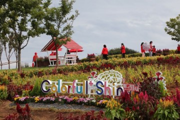 신안군, ‘2025 섬 맨드라미 축제’ 막 내려