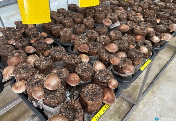 충북농업기술원, 도내 최초 표고버섯 신품종 ‘다온고’ 개발… 품종보호 출원