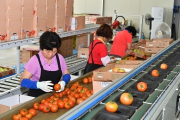 정선토마토 해외에서 인기 최고