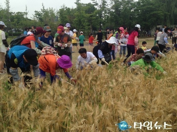 도심 속 황금빛깔 보리밭에서 농사 체험 하세요