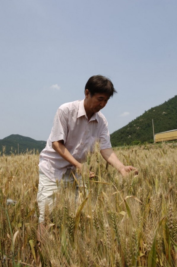 해남군, 우리밀 재배 전남 44%, 전국 18%