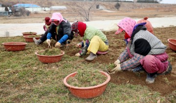 ‘향긋한 봄내음 가득!’, 태안 냉이 수확 한창