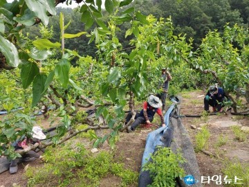 무공봉사회, 대추 농가 일손돕기 봉사로 구슬땀