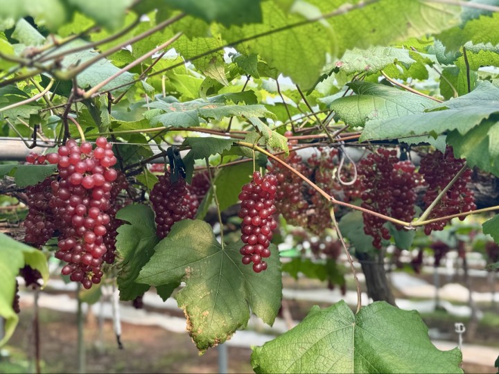 대전, 델라웨어 포도 전국 첫 출하