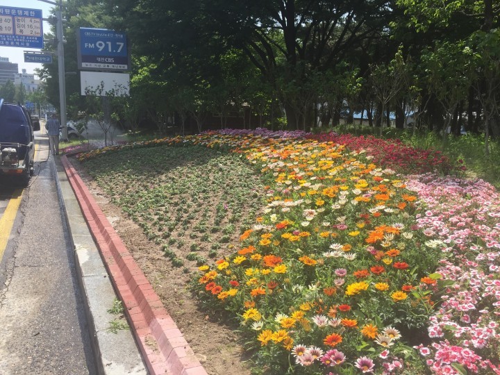 대전시, 도심지 무더위 식혀줄 여름꽃 식재