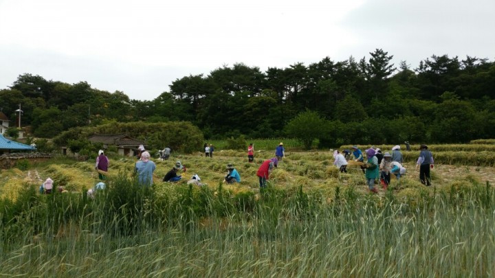 영덕군 농업기술센터, 농촌일손돕기 이어져