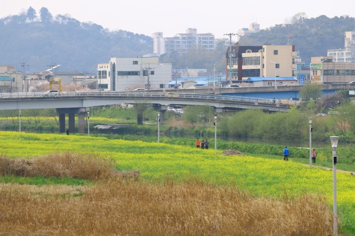서구, 광주천에 유채 보러 오세요