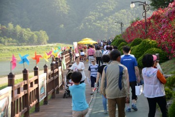 오월장미, 단양소백산 철쭉제와 함께 즐기자