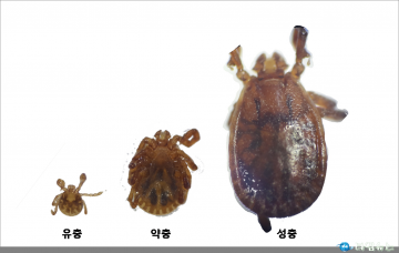 경북도, 진드기매개바이러스 감시 시작