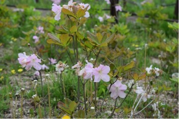 단양 소백산 야생화 활짝 피었다.