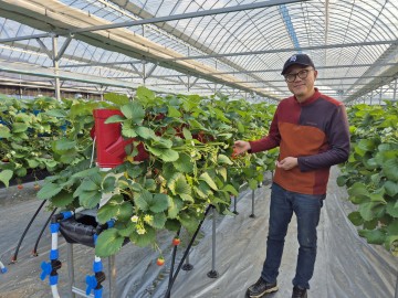 구미시, 딸기 수직재배 기술로 농업 혁신 실현