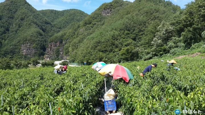 영양군, 공무원들 '화재로 고추수확 어려운 농가' 일손 도와...