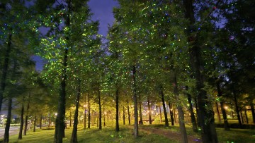 세종 메타세콰이어 숲 맨발산책길, 야간 경관조명으로 재탄생
