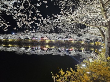 김천시, 연화지, 축제 취소에도 ‘벚꽃 명소’로 자리매김