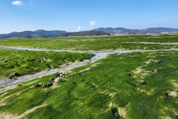 서산 감태, 영양 끝내줘요... 명품 수산물 ‘우뚝’