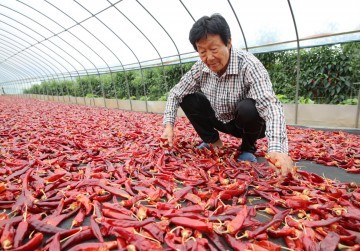 태안군, 명품 태양초 고추 본격 출하