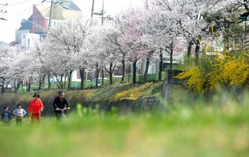대전 중구 문창동, 제5회 살구꽃 축제 ‘25일’ 개최