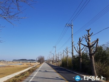 울진 ~ 근남 일원에 은행나무 가로수 전정