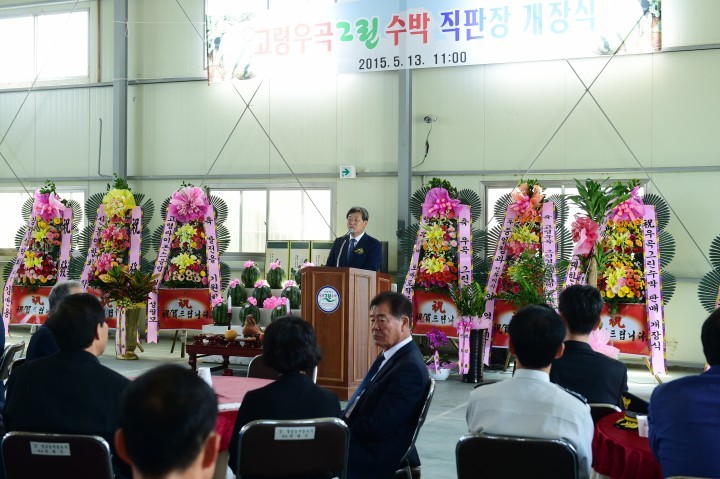고령우곡수박 본격 출하