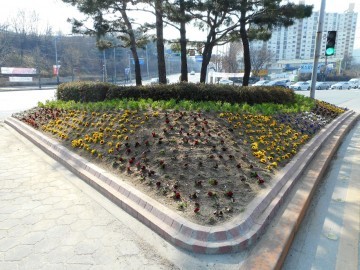 대전 대덕구, 도로변 봄꽃 조성으로 화사한 도시경관 제공
