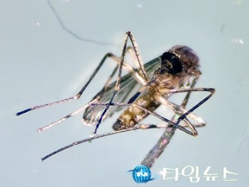 대전서 올해 첫 일본뇌염매개 ‘작은빨간집모기’ 발견