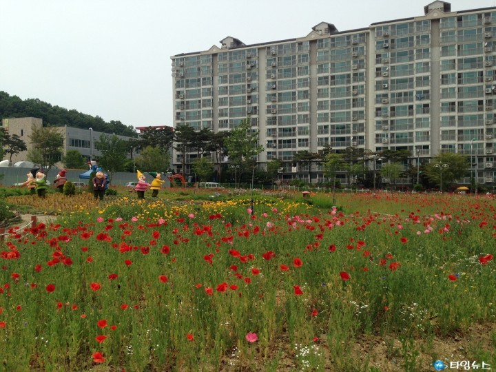 여월 꽃 단지 꽃양귀비에 중독되다