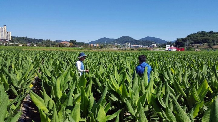 산청군, 약초재배지 현장 확인 나서