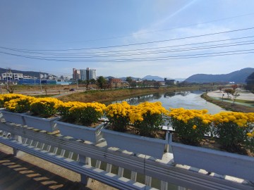 의성읍,‘국화꽃향기’에 취하다... 국화 1,500본 식재