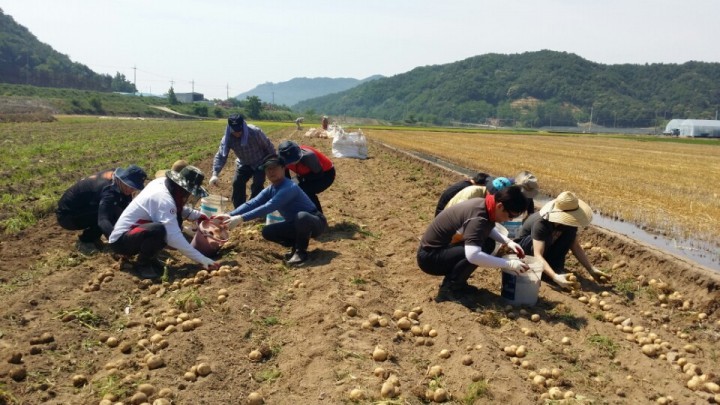 영덕군 종합민원처리과, 농촌일손돕기 실시