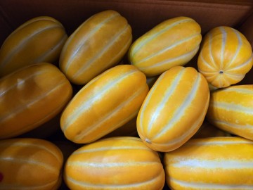 성주군 선남면, 금빛 참외 첫 출하로 참외조수입 7천억 달성 start!!