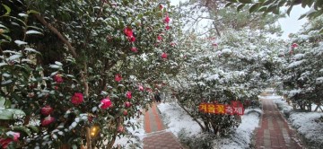 신안 ‘섬 겨울꽃 축제’, 4천만 송이 애기동백 향연 마무리