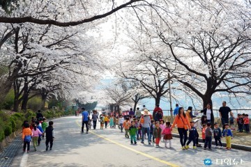  충주호 벚꽃축제