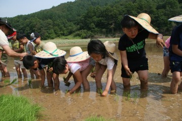 대가초등학교 농가체험으로 모내기하는 어린이  농사체험