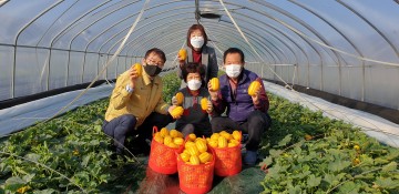 달콤한 ‘칠곡 벌꿀참외’ 첫 출하