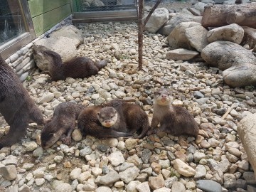 다누리 아쿠아리움 새끼 수달 5마리 탄생 작은발톱수달 자연 번식 성공
